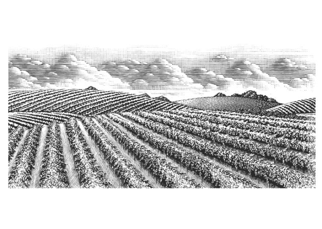 Vineyards Stock 2